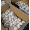 garlic price shandong fresh garlic chinese garlic